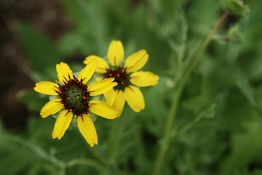 yellow flowers