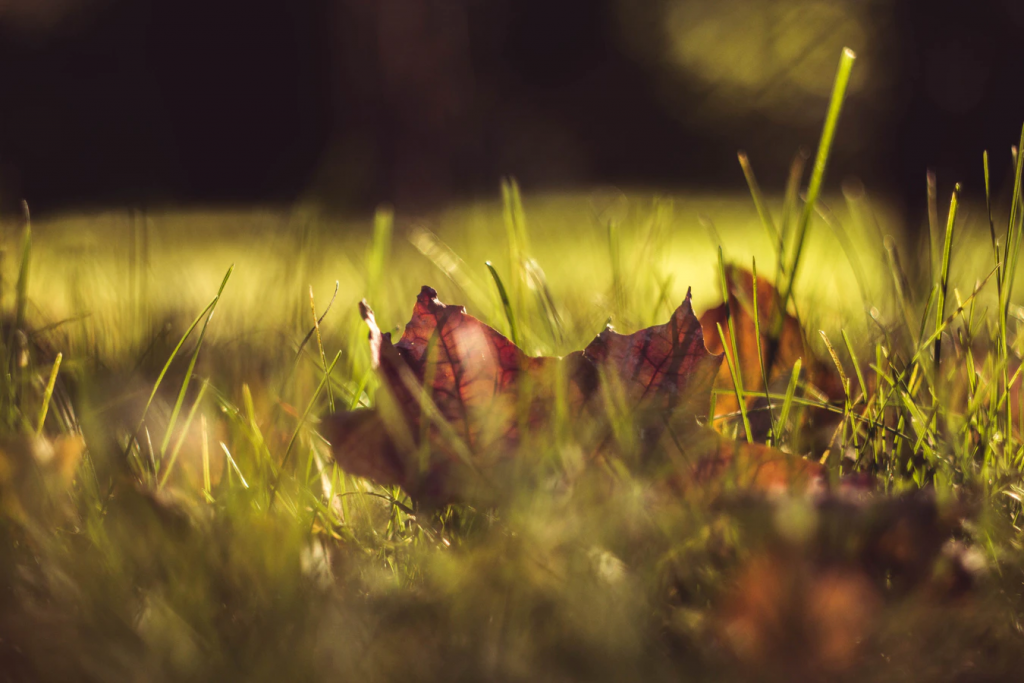 A leaf outside in autumn