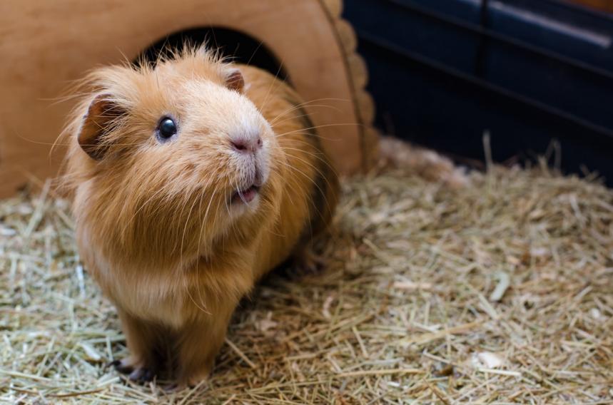 Caged pets that are easy to take care of hot sale