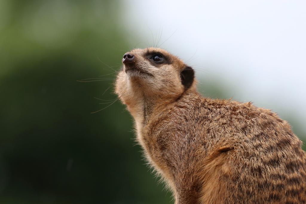 Chester Zoo