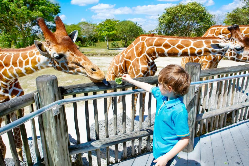 Visit the zoo