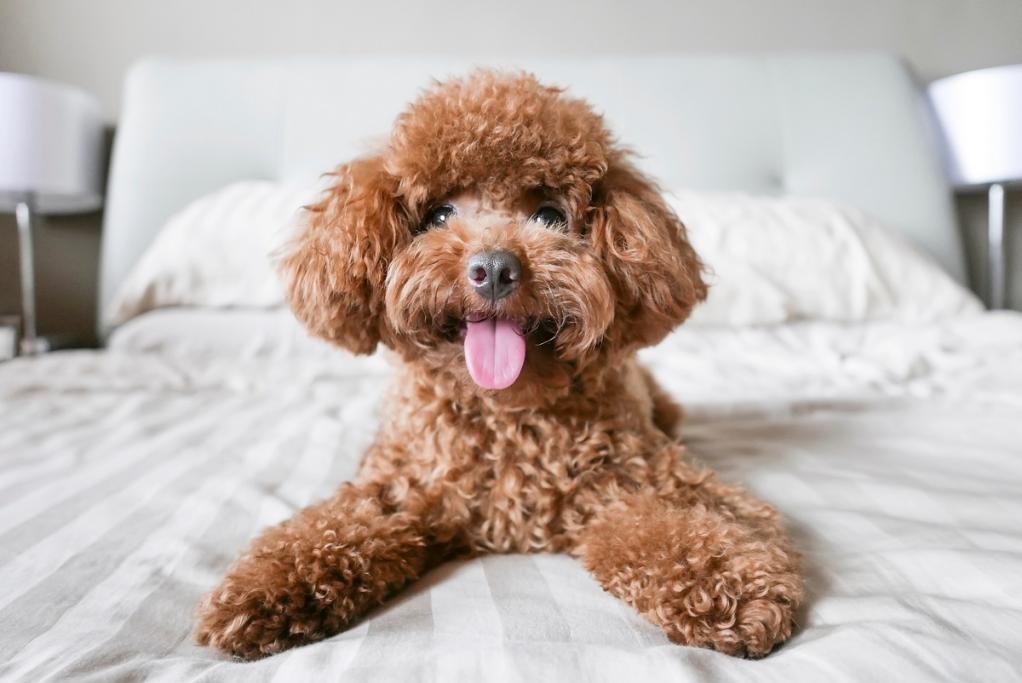 Poodles