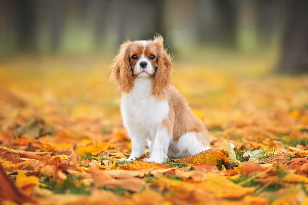 Cavalier King Charles Spaniels