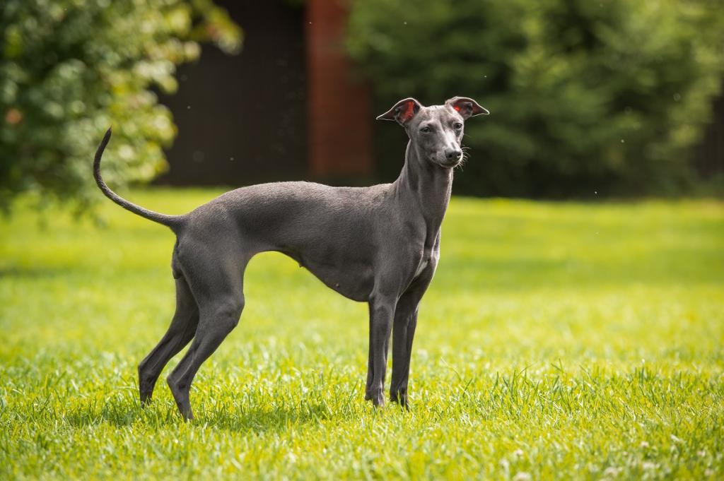 Greyhounds