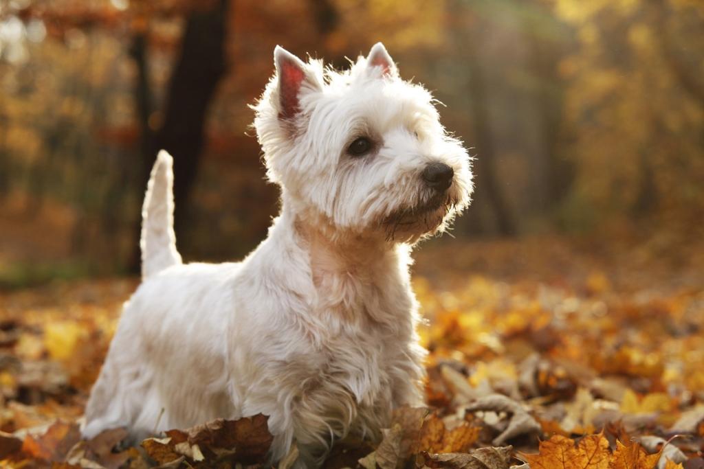 West Highland Terriers