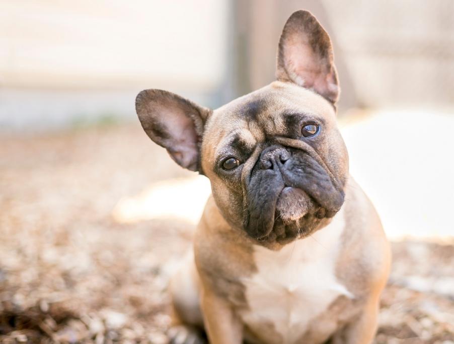 French bulldogs