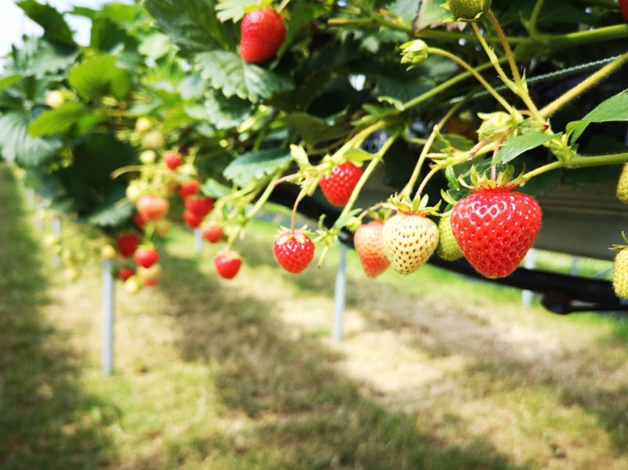 Fruit to plant in August