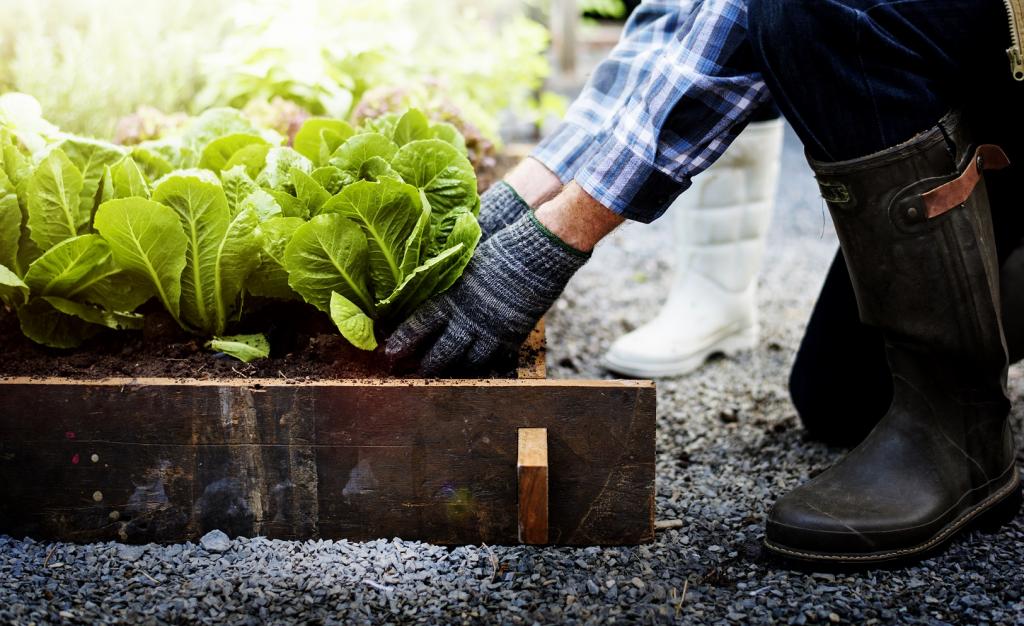 Other gardening jobs to be done in August