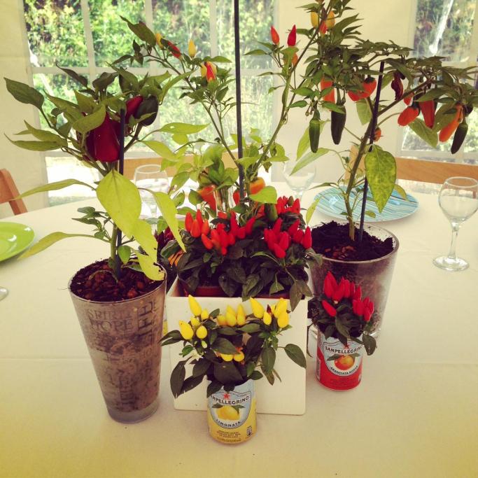 Container plant pots