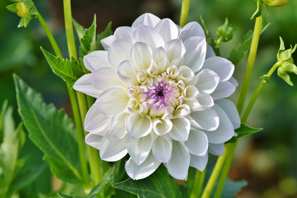 Use low-maintenance plants